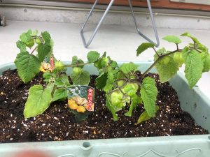 しょくようほほずき