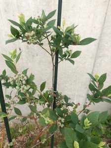 ブルーベリー２