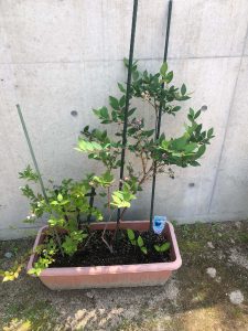 ブルーベリー１