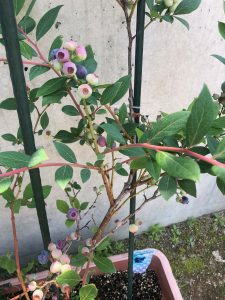 ブルーベリー２