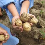 たくさん掘れたよ＼(^o^)／