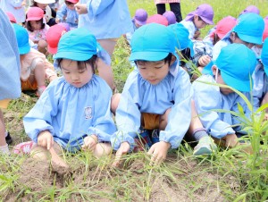海幼じゃが2015.6.23 316 2