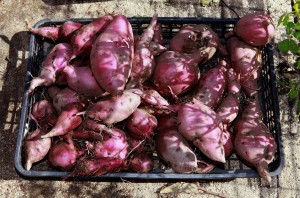 海幼さつ年中15.11 115 1